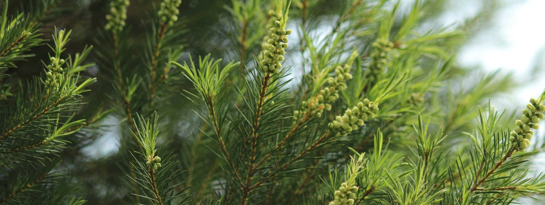 Árbol de Té: una herramienta universal para una piel limpia y un cuerpo sano