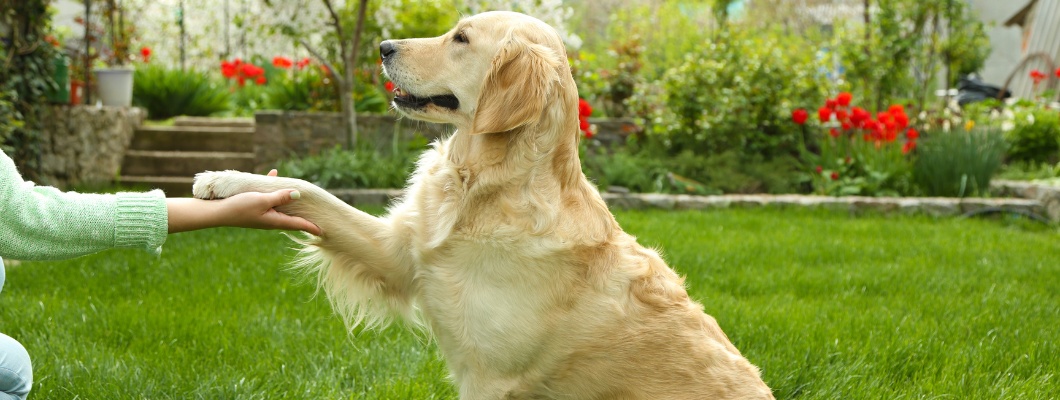 Cuidar las Patas de tu Perro: Cómo Mantenerlas Saludables