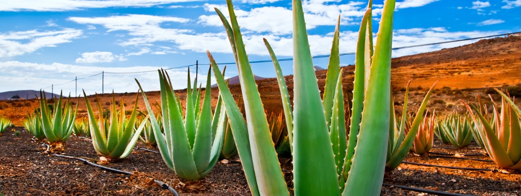 ¿Por qué el Aloe vera es una de las plantas más útiles del mundo?