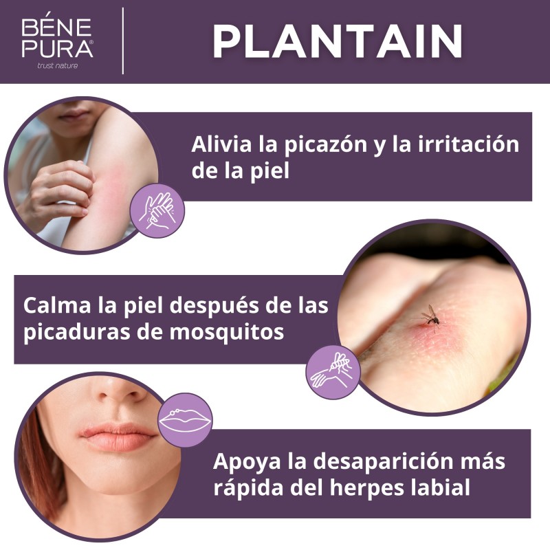 Pomada para irritaciones de la piel con llantén - 40ml