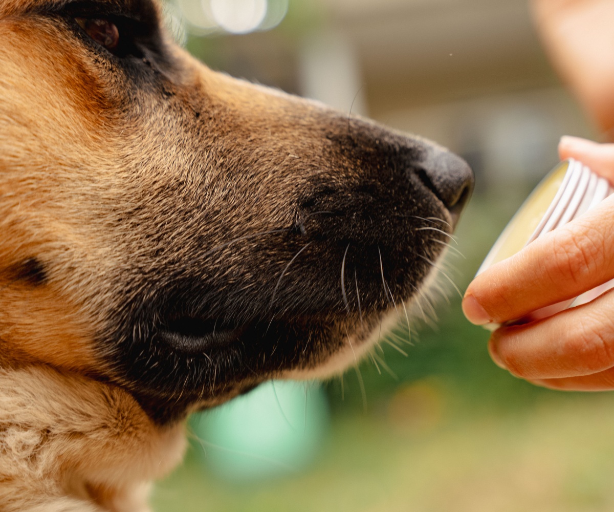 Bálsamo regenerador para patas de perro con caléndula