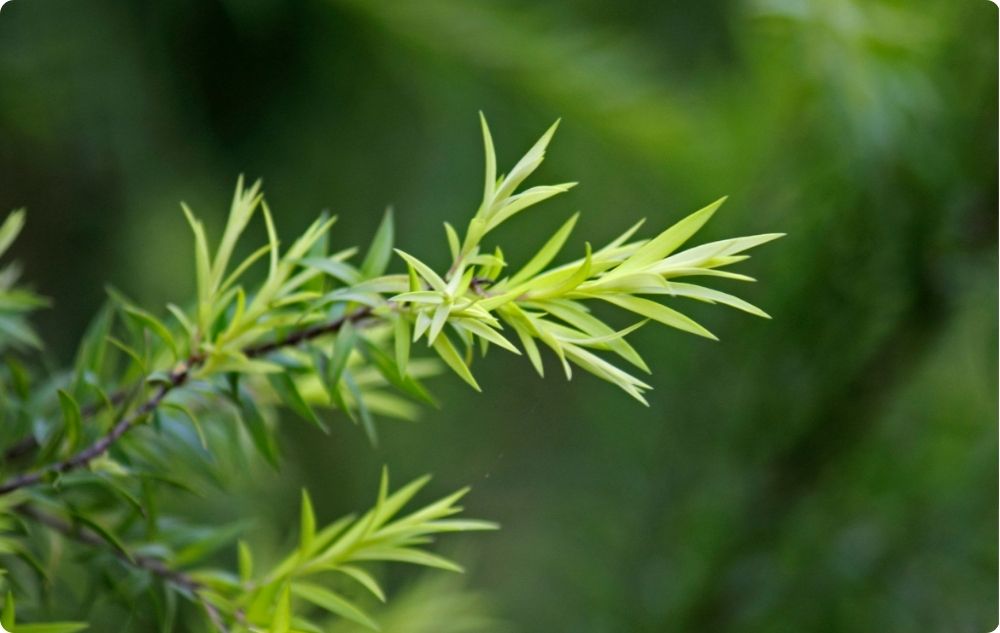 aceite de árbol de té