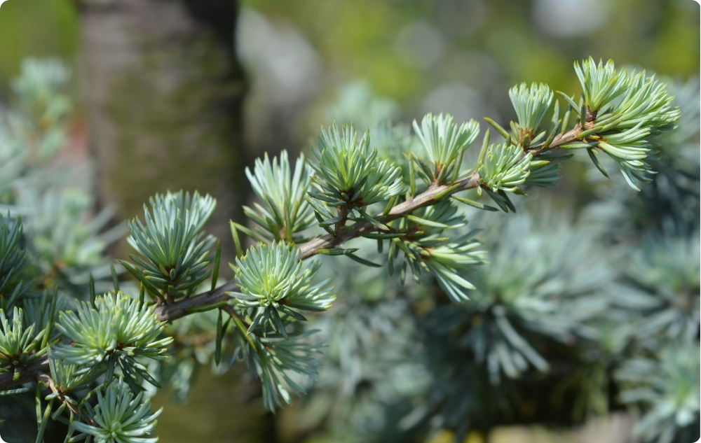 ¿En qué ayuda el aceite Esencial de Cedro del Atlas?