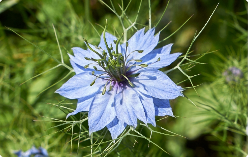 ¿En qué ayuda el aceite Portador de Comino Negro?