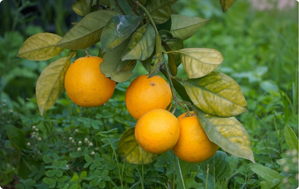 ¿En qué ayuda el aceite Esencial de Clementina?