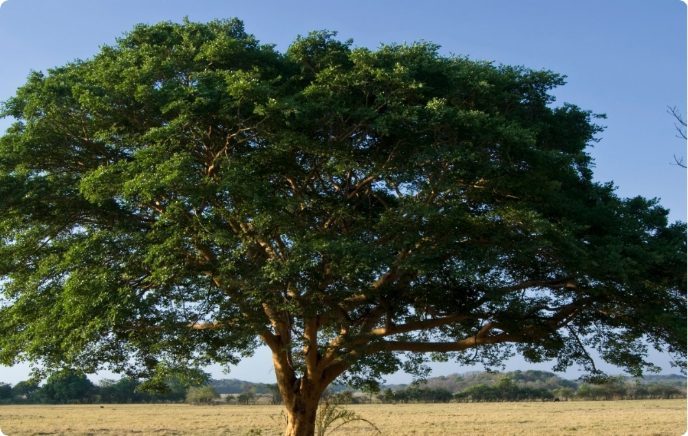 ¿En qué ayuda el aceite Esencial de Copaiba?