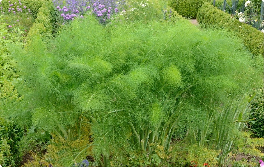 ¿En qué ayuda el aceite Esencial de Eneldo?