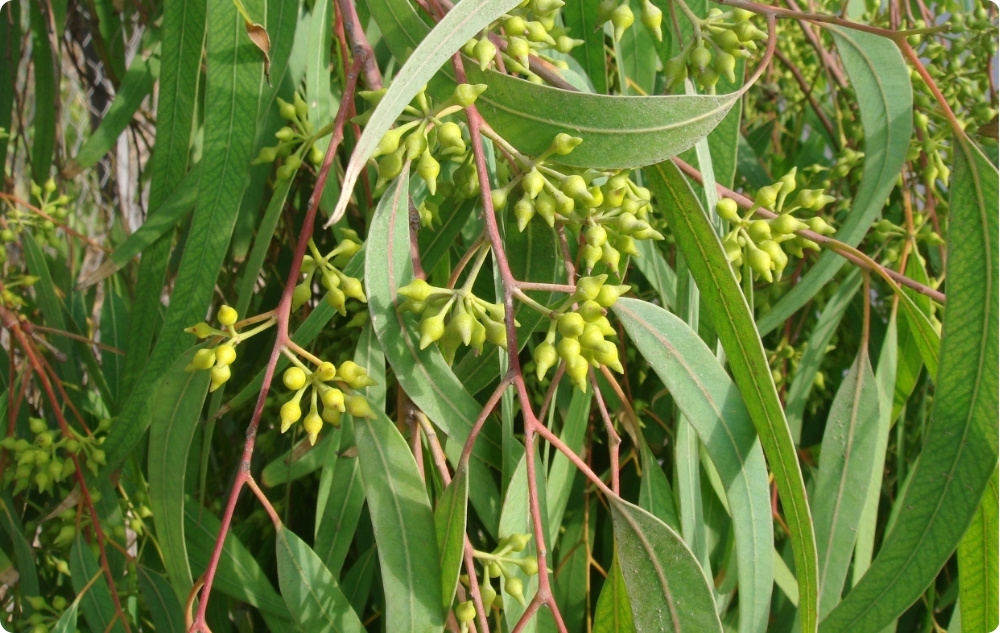 ¿En qué ayuda el aceite Esencial de Eucalipto Citriodora?