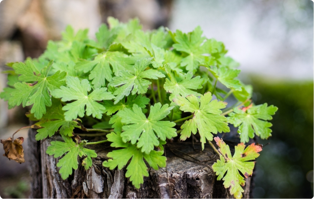 ¿En qué ayuda el aceite Esencial de Geranio?