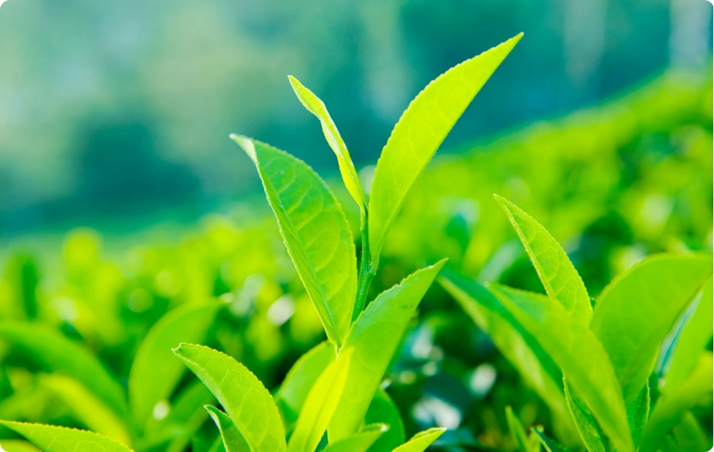 Té verde