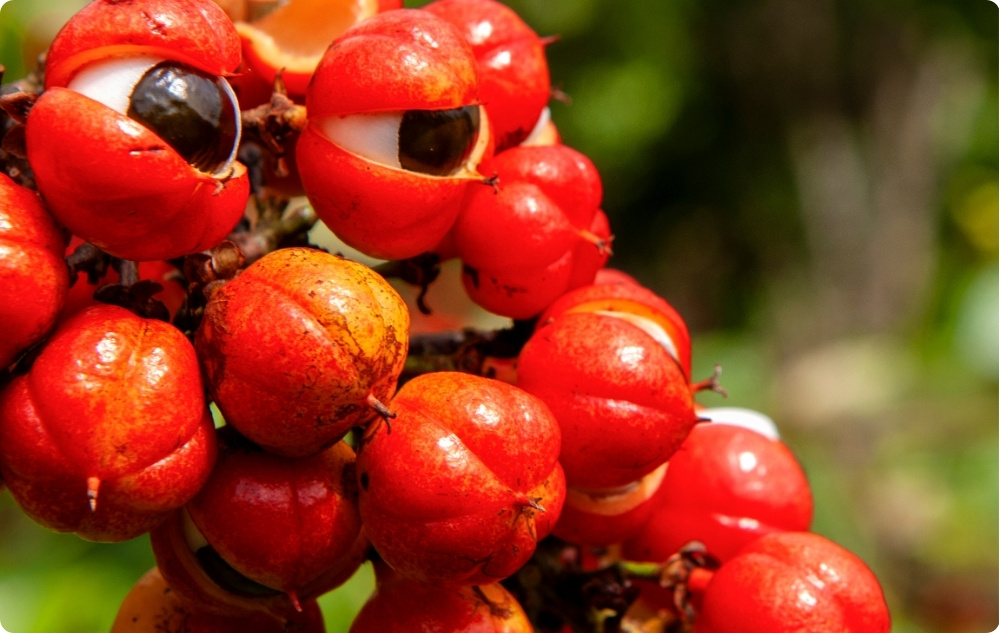 Guaraná