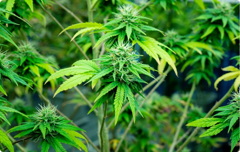 ¿En qué ayuda el aceite Portador de Semillas de Cáñamo?