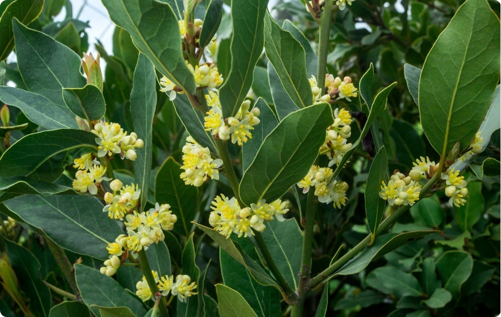 ¿En qué ayuda el aceite Esencial de Hoja de Laurel?