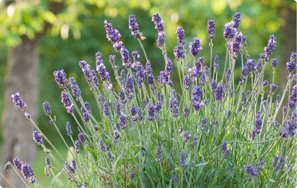 ¿En qué ayuda el Agua Floral de Lavanda?