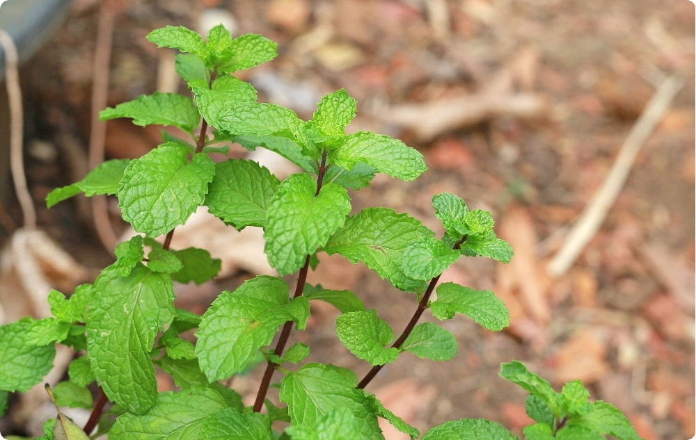 ¿En qué nos ayuda el Agua Floral de Toronjil?