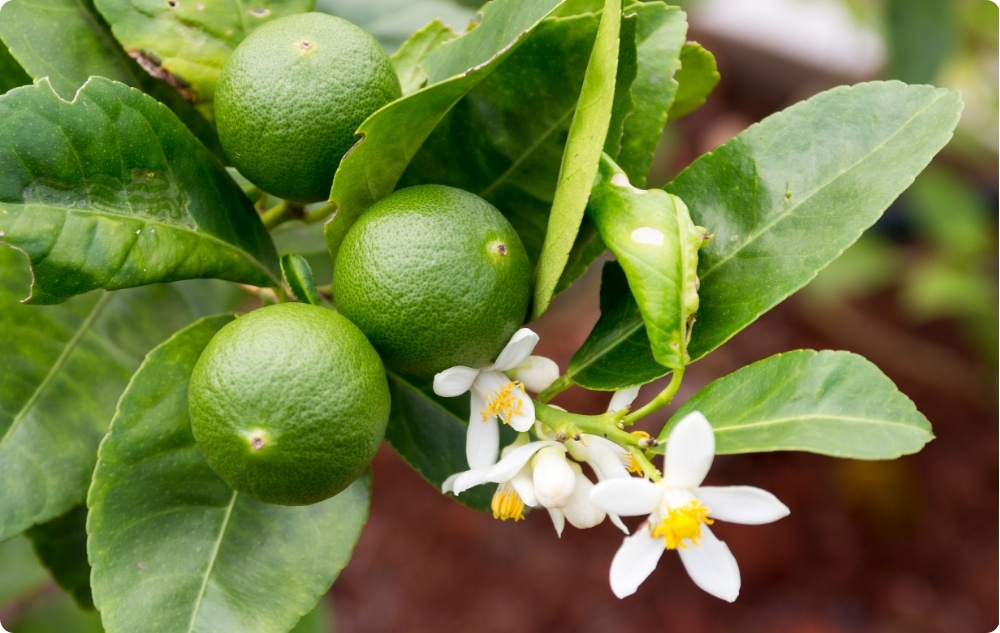 ¿En qué ayuda el aceite Esencial de Lima?