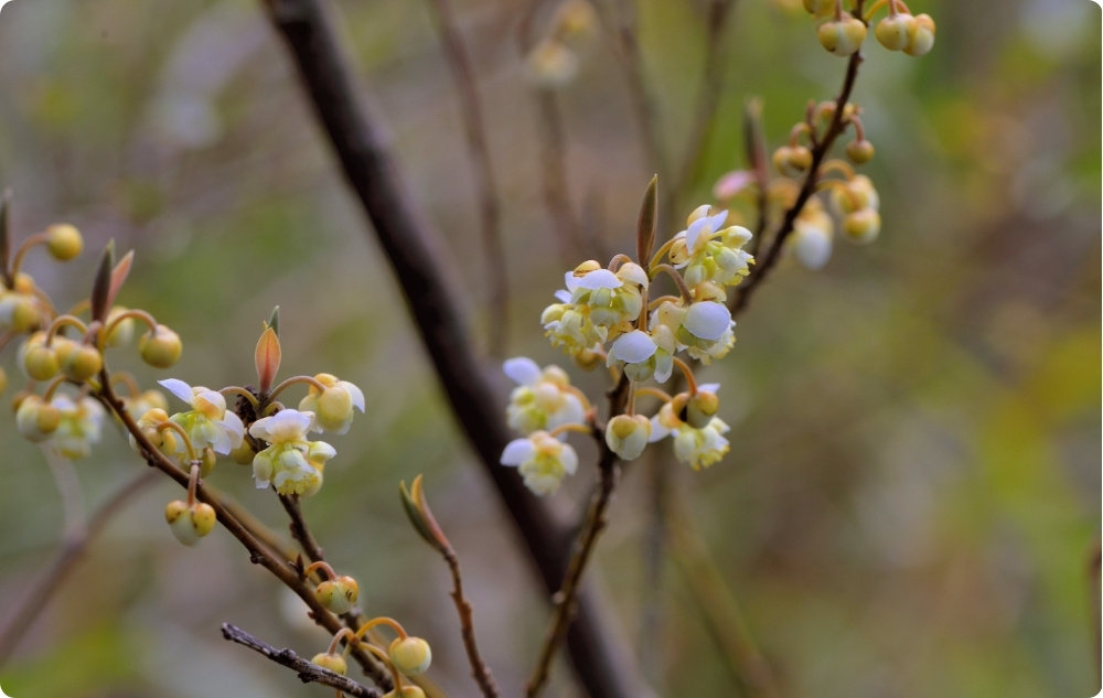 ¿En qué ayuda el aceite Esencial de Litsea Cubeba?