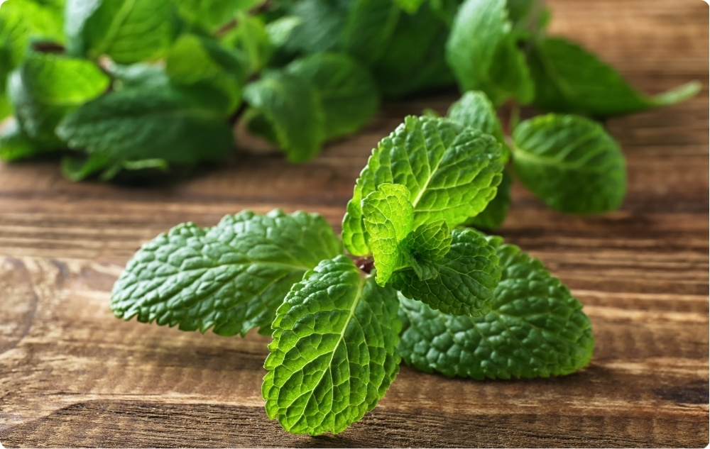Menta