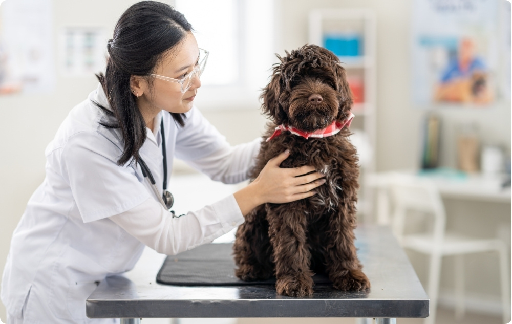 ¿Por qué son importantes los chequeos veterinarios regulares?