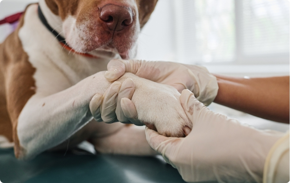 ¿Cómo hacer un masaje de patas?