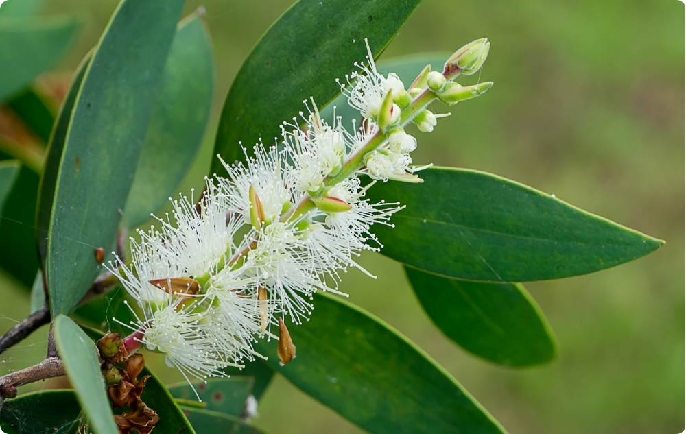 ¿En qué ayuda el aceite Esencial de Niaouli?