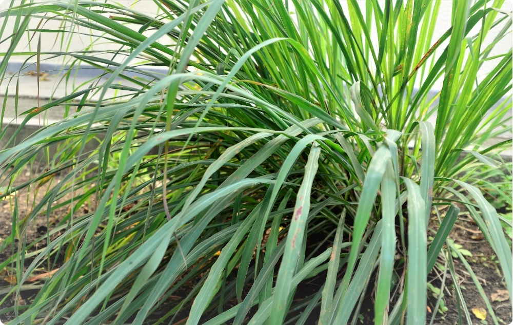 ¿En qué ayuda el aceite Esencial de Palmarosa?