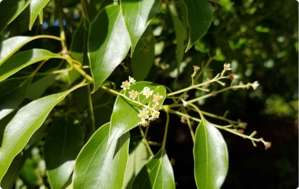 ¿En qué ayuda el aceite Esencial de Ravintsara?