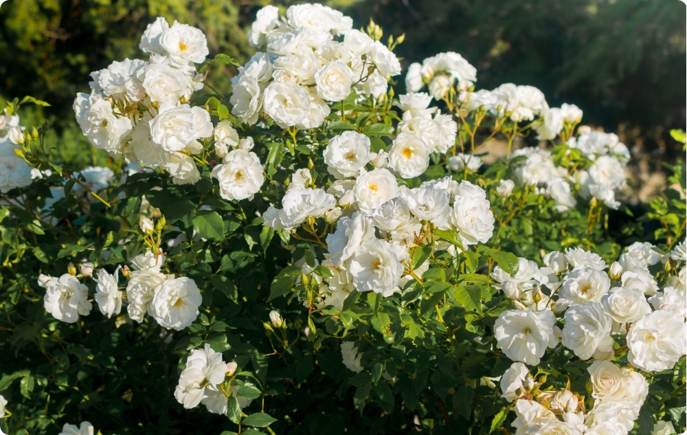¿En qué nos ayuda el Agua Floral de Rosa Alba?