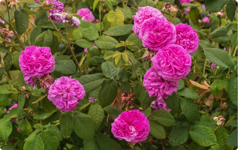 ¿En qué nos ayuda el Agua Floral de Rosa Damascena?