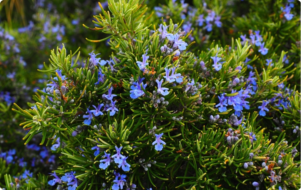 ¿En qué ayuda el aceite Esencial de Alcanfor y Romero?