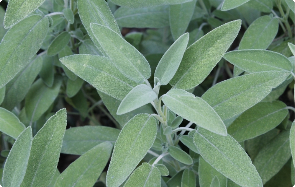 ¿En qué ayuda el aceite Esencial de Salvia?