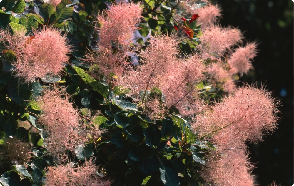 ¿En qué ayuda el Agua Floral Árbol de Humo?