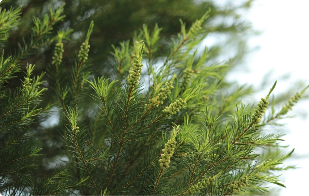 ¿En qué ayuda el aceite Esencial de Árbol de Té?