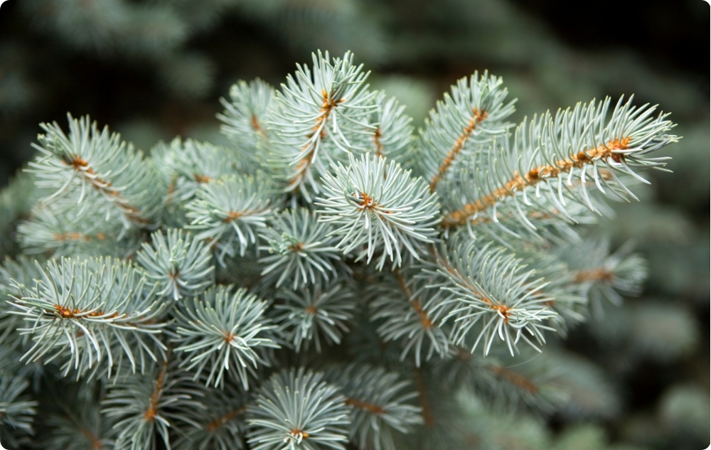 ¿En qué ayuda el aceite Esencial de Abeto Blanco?