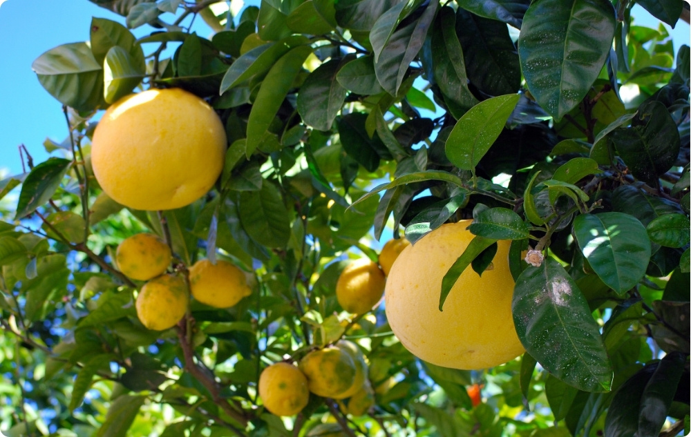 ¿En qué ayuda el aceite Esencial de Pomelo Blanco?