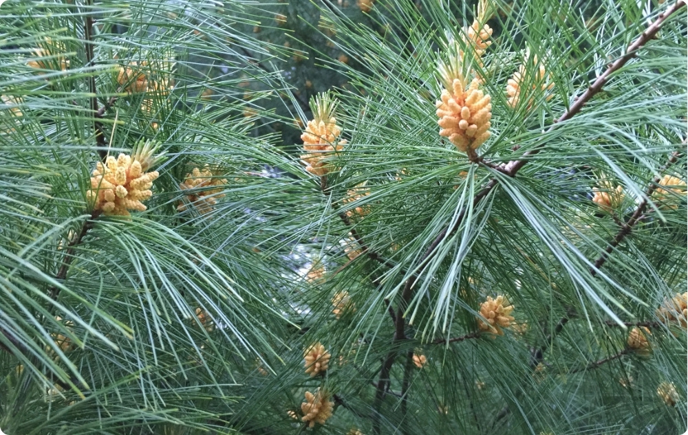 ¿En qué ayuda el aceite Esencial de Pino Blanco?