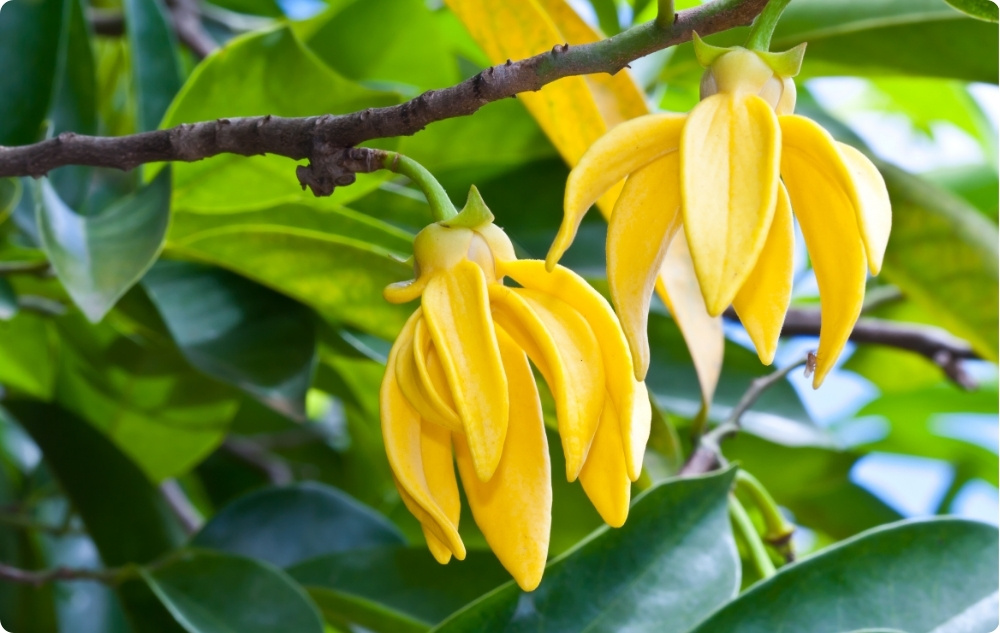 ¿En qué ayuda el aceite Esencial de Ylang-ylang?