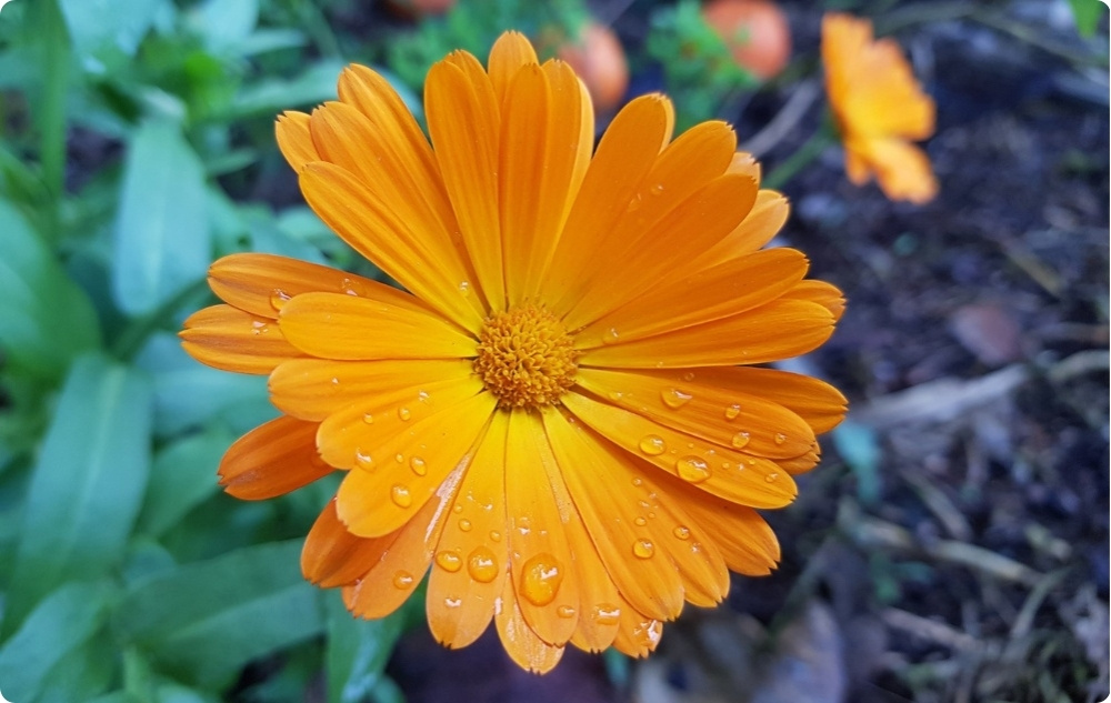 Pomada para Quemaduras y Heridas con Caléndula - 40ml