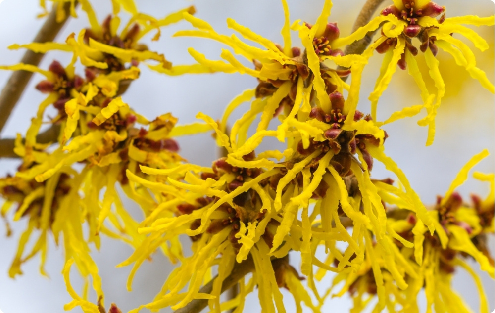 Pomada para Hemorroides con Hamamelis - 40ml
