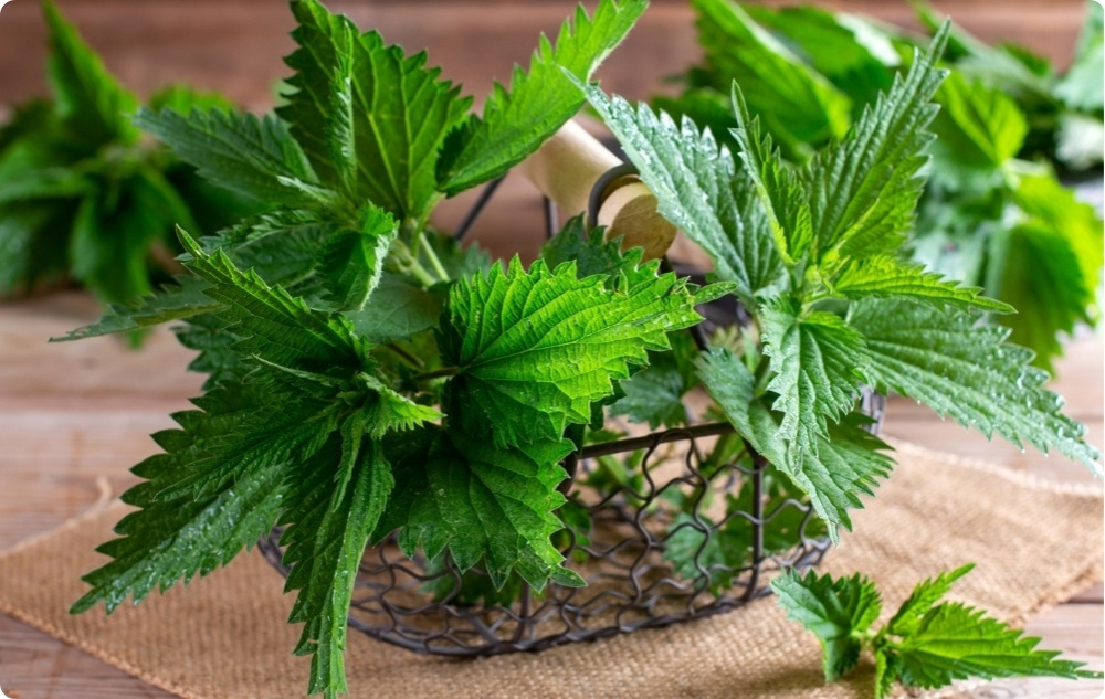 Pomada para problemas articulares con Consuelda y Ortiga - 40ml