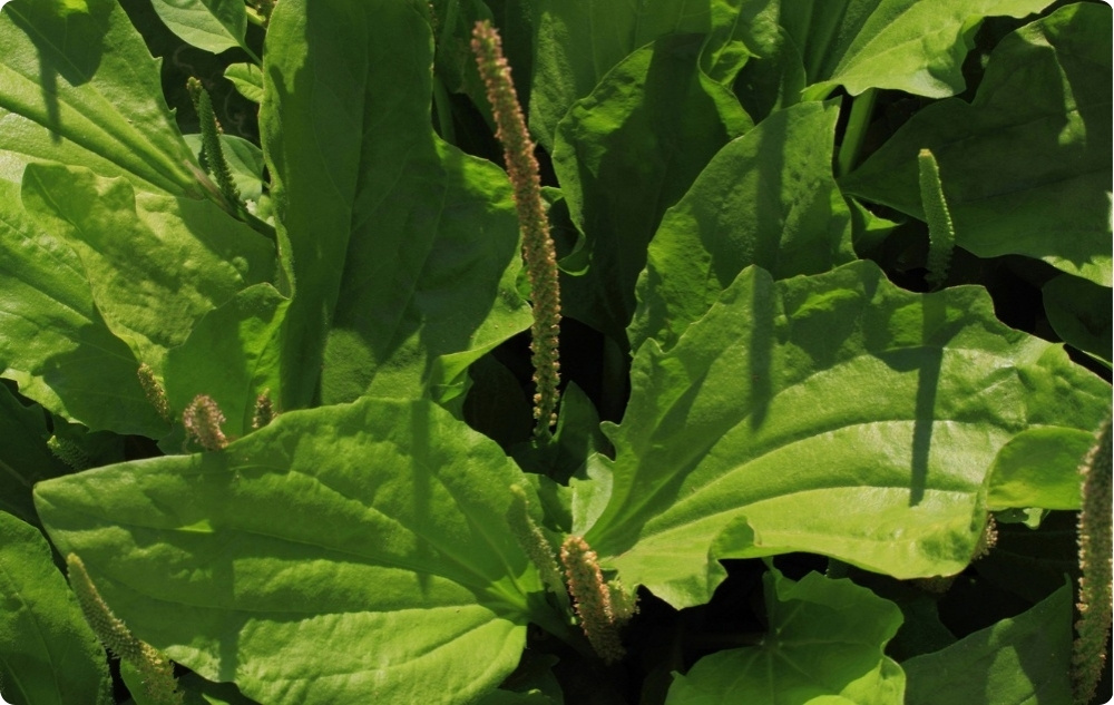 Pomada para irritaciones de la piel con Óxido de Zinc - 40ml